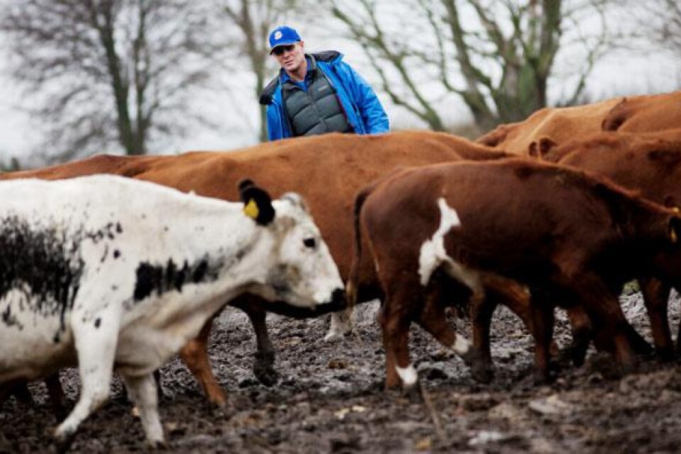 En fjällko bland rödkullorna. Jim Lindsay från Australien vet hur man vallar kor utan att stressa dem.