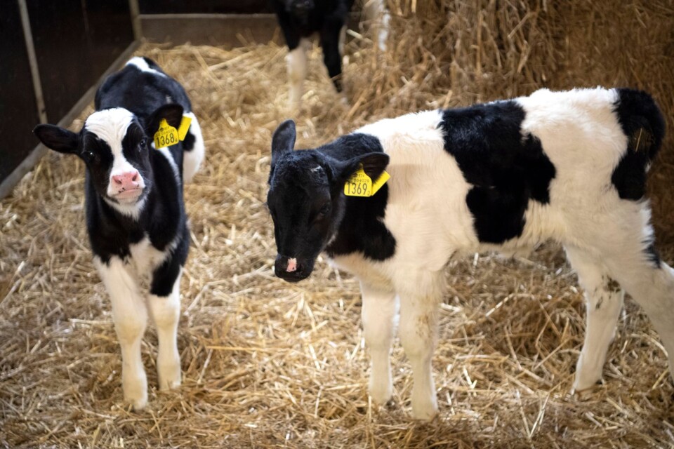 De unga kalvarna trivs bra i ladugården. Men antalet kvigor kommer att bli färre till antalet framöver på grund av att brunsten inte blev som tänkt i sommarhettan. Det påverkar mjölkproduktionen. Parets Ivarssons kor producerar omkring 600 ton mjölk per år till mejeriet.