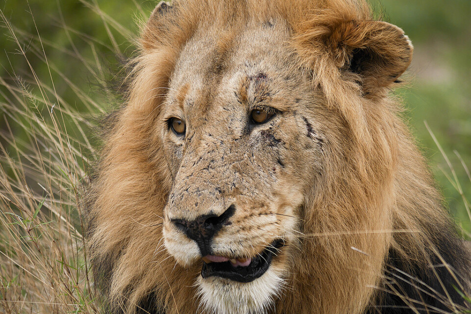 Tre lejon letar efter ett nytt hem efter att Frösö zoo stängt. Djuret på bilden är ett annat lejon. Arkivbild.