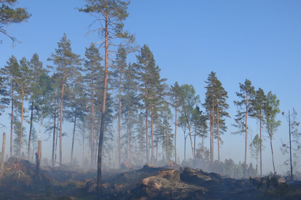 En skogsbrand i Allgunnen på söndagseftermiddagen kunde begränsas tack vare snabb och intensiv insats av räddningskårer från fler orter.