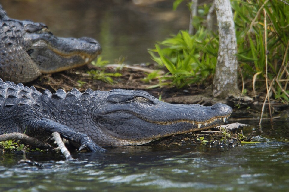 En 84 år gammal alligator född i USA har dött på Moskva zoo. På bilden andra alligatorer. Arkivbild.