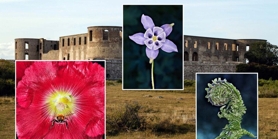 Blommor i skymningsljus utgör fotoutställning på Borgholms slott