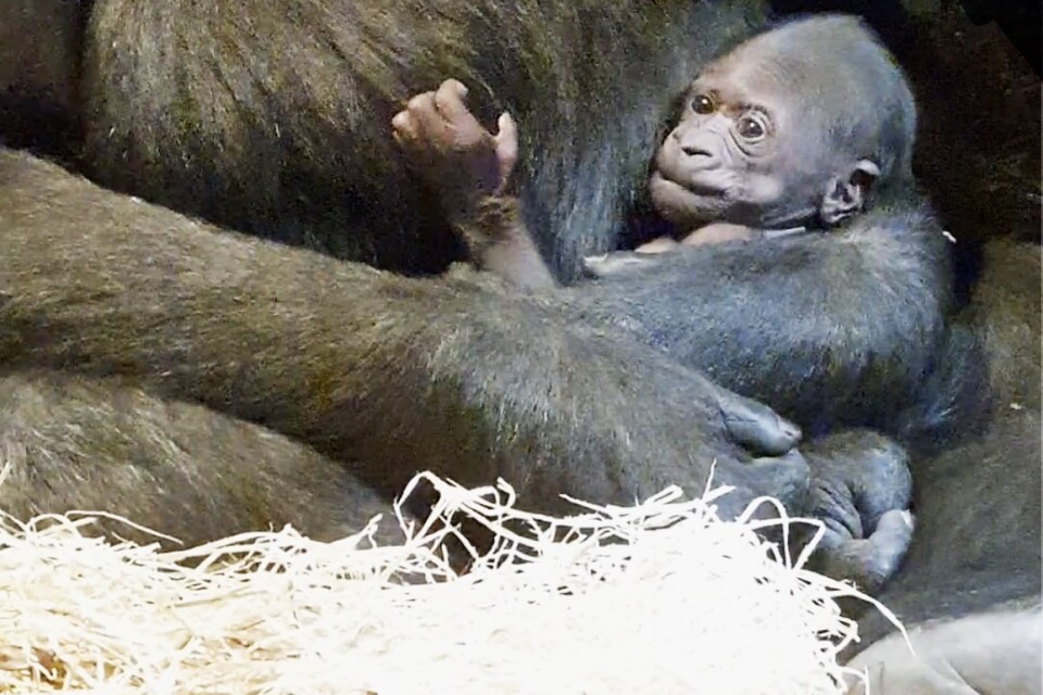 Gorillaungen är den tredje gorillan som fötts i Sverige.