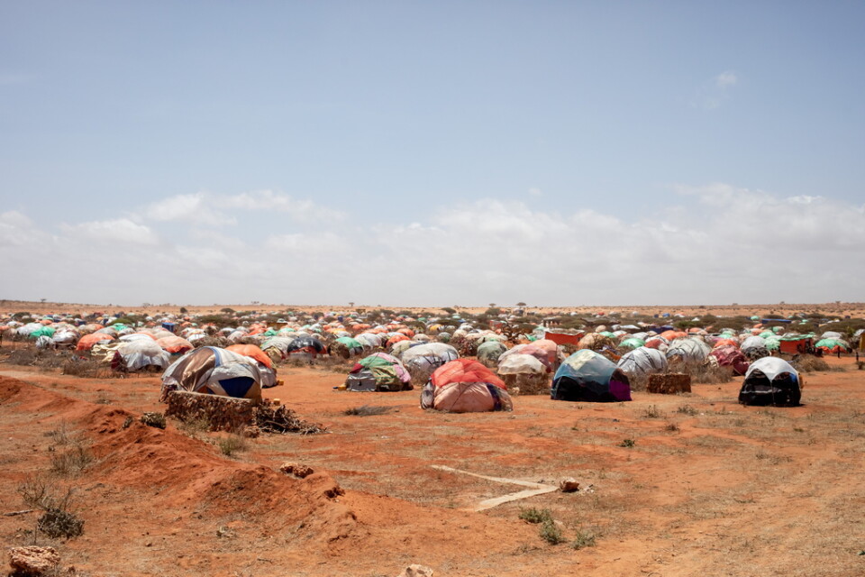 Flyktingarna får själva försöka få ihop hyddor att bo i under den stekande solen. Bild från lägret som den svenska delegationen besökte nära Kismayo.