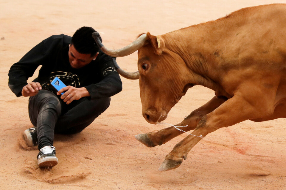 En tjur stångar en man med mobiltelefon under den sista dagen av den årliga tjurrusningsfestivalen i Spanien. Tidigare i veckan skadades en amerikan när en tjur stångade honom djupt i nacken medan mannen försökte ta en rörlig selfie.