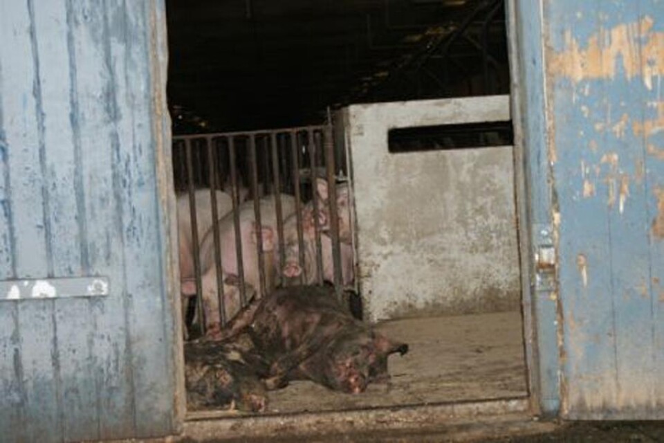 Det förekommer vanvård på svenska grisfarmer, hävdar en djurrättsgrupp som filmat missförhållanden.