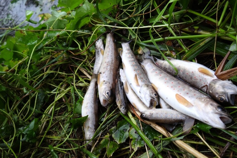 Flera öringar på fyra och fem kilo har fångats längs Bohuskusten. Fiskarna på bilden har inget med historien att göra.