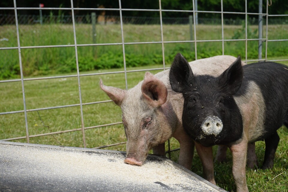 Grisarna Lisa (vänster) och Karin från Källlunda gård fick mycket uppmärksamhet under famijedagen i parken utanför Norra Skånes tidningshus i Hässleholm. 20,4 kilo var rätt vikt på grisen.						             FOTO: Sara Göransson