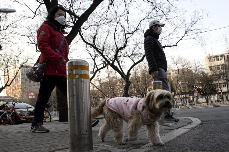 En Pekingbo på promenad med sin hund på torsdagen. Uppgifter om att en hund i Hongkong har smittats av viruset har väckt internationell uppmärksamhet.