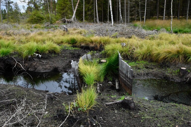 Skogsägare erbjuds ersättning för att återväta torvmark