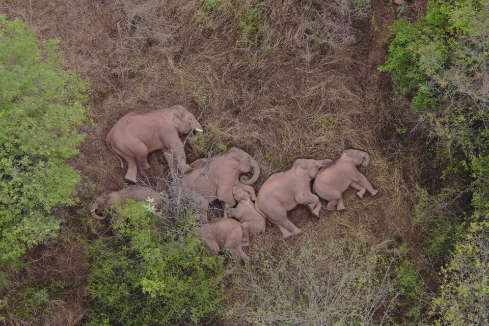 Bilder på de vilande elefanterna, inte långt från miljonstaden Kunming, har lyft den vandrande flockens stjärnstatus.