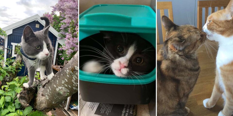 Så firade läsarna kattens dag – se bilderna här