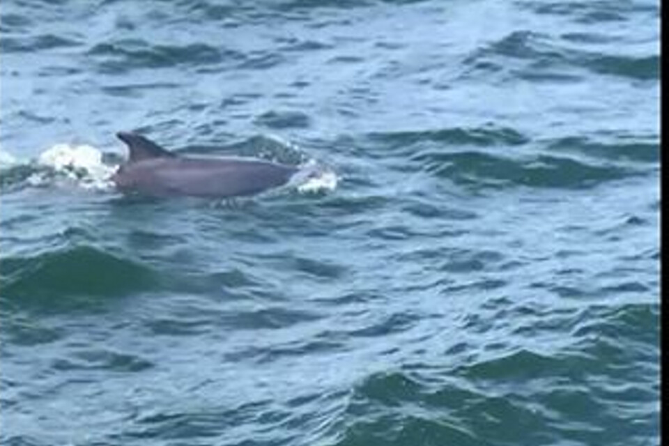 Delfinen som Sven Persson såg i onsdags precis utanför piren i Ystad.