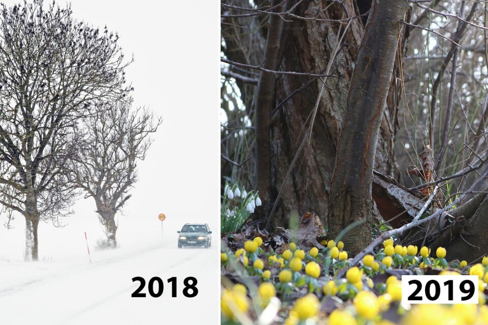 Båda bilderna är tagna den 28 februari. Förra året var det problematiskt med fåk och snöstorm. I år pryder vintergäck var och varannan trädgård.