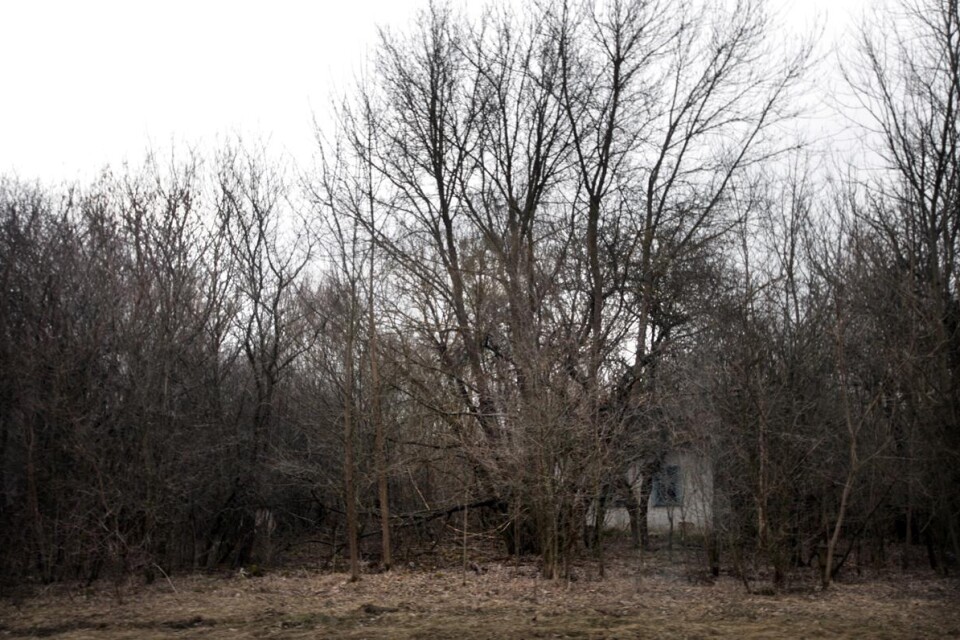 IGENVÄXT.En statsgata utanför Tjernobyl. Gatan är kantad av bostadshus, skolor och affärer. I april, strax före lövsprickningen kan man fortfarande se konturer av fasaderna. Om några år kommer naturen att ha tagit över helt.
