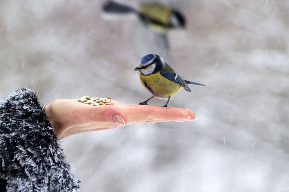 Gör din egen fågelmatare på Naturum, den 21 februari.