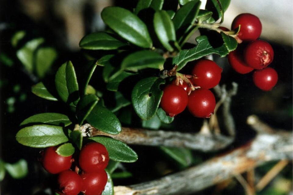 Lingonberries grow on low plants in woods and on heaths all over Sweden, particularly in Småland and Norrland.