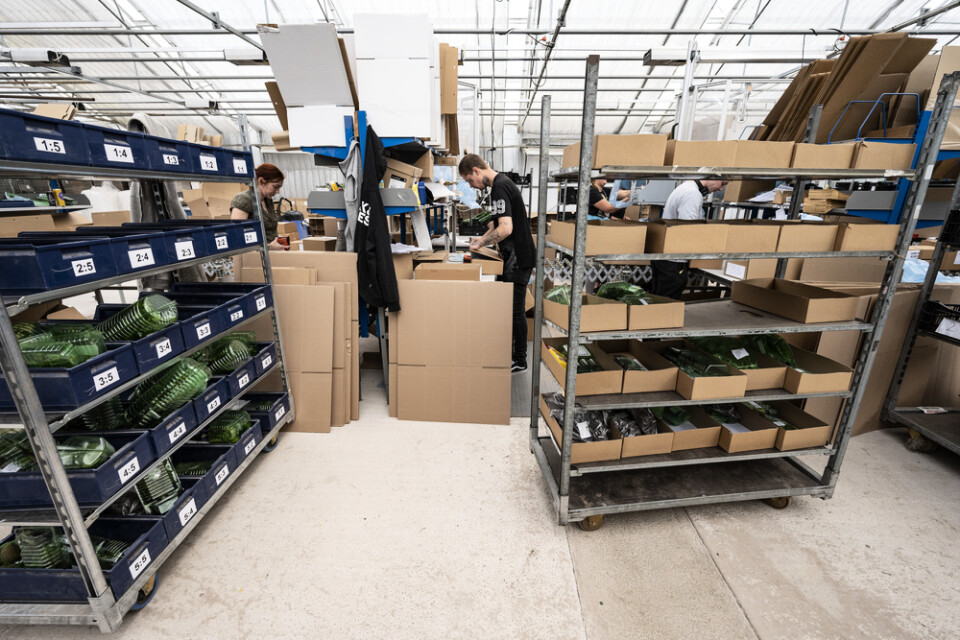 Kundernas beställningar paketeras och görs klara för levereras från Odla.nu:s nya anläggning utanför Kristianstad.