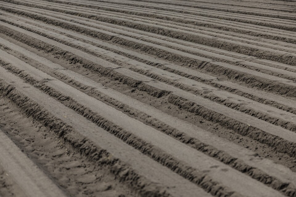 Potatisen som odlas i sandjord skördas på sensommaren. Odlingssättet i bäddar sparar vatten.