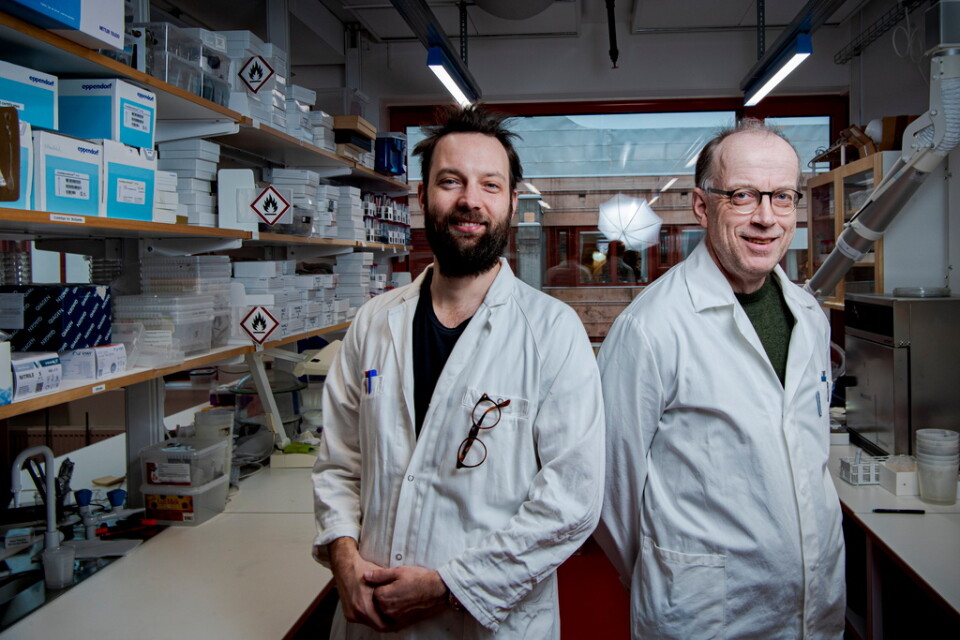Doktorand David Åhlén och professor Peter Hambäck har samlat in tusentals spindlar och insekter som ligger packade i lådor och provrör på labbet på Stockholms universitet, där ett digert räknande pågår.