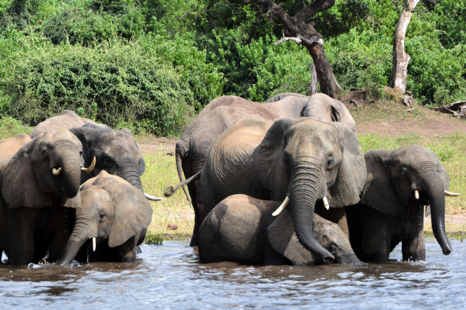 Elefanter i nationalparken Chobe i Botswana. Arkivbild.