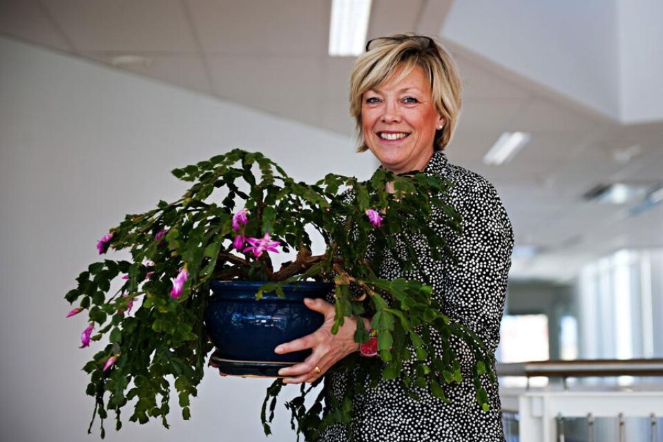 RÄDDAD. Chefsekreteraren Inger Permlid har räddat kaktusen från det gamla huset.