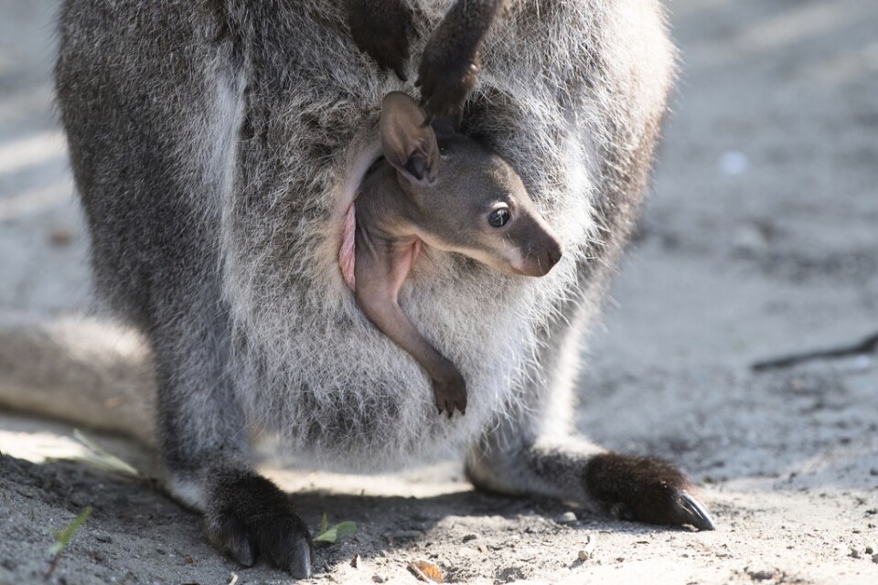 Många kängurur far illa när maten tryter, enligt experter i Australien. Känguruungar kallas "joeys". Arkivbild.