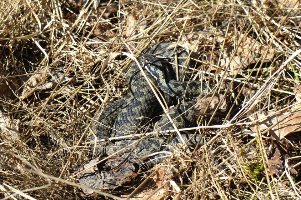Jag såg årets första huggorm idag. Den låg och solade i gräset i Drösebo.