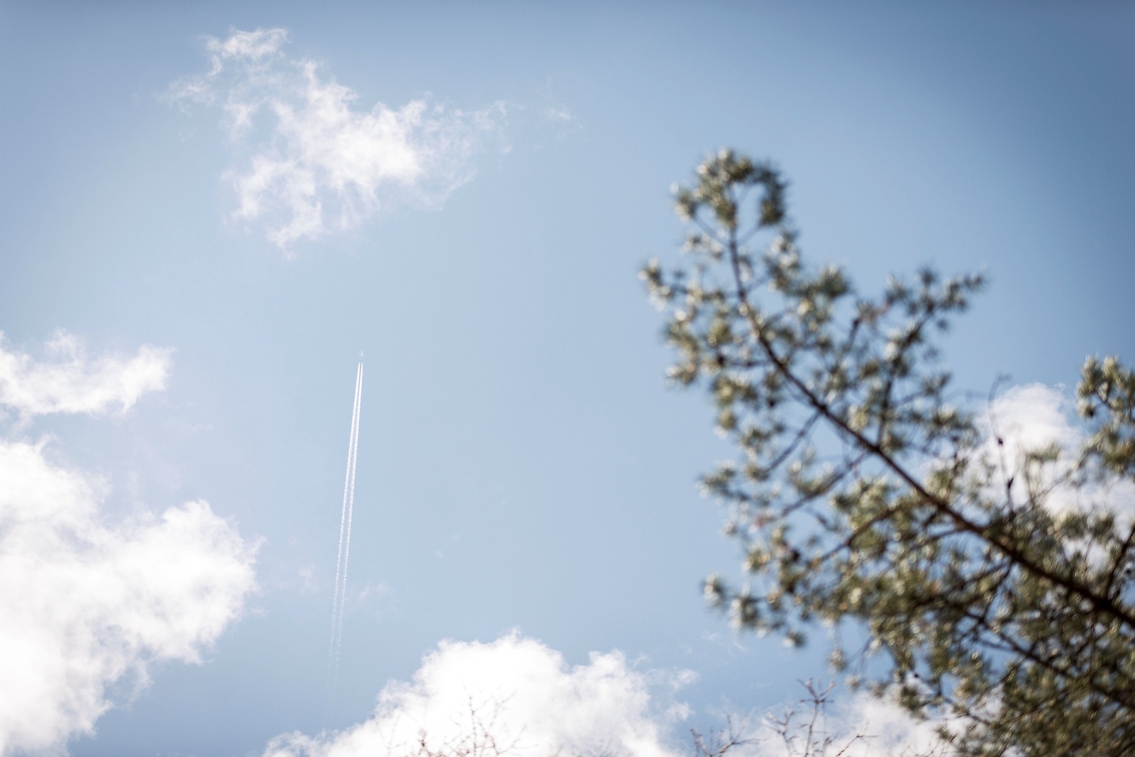 Barrträd möter blå himmel och flygplan i Sanatorieskogen.
