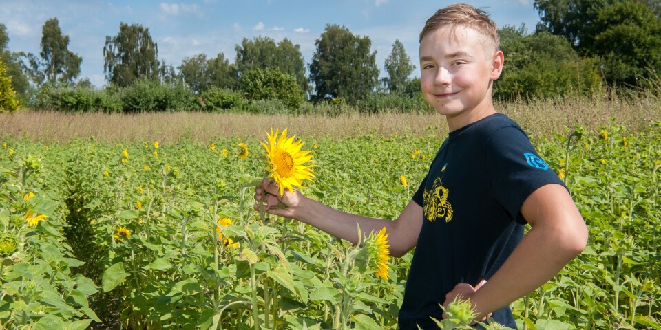 Solrosodlaren Elias, 14 år slog insamlingsrekord – ”Kunde inte drömma om detta”