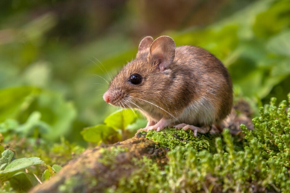Möss kan ta sig in genom små springor. "Det räcker med någon centimeter glipa. Även om en mus ser ut att vara lite större är det egentligen bara skallen den behöver kunna pressa igenom. Kroppen kan den dra efter sig", säger Didrik Vanhoenacker, jourhavande biolog vid Naturhistoriska riksmuseet.