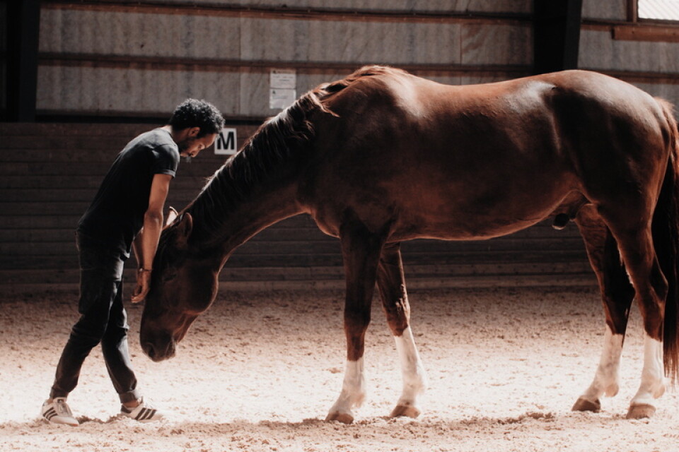 I verket "Encounter" utforskar dansaren Mohamed Y. Shika den ordlösa kommunikationen med hästen Ferrero. Pressbild.