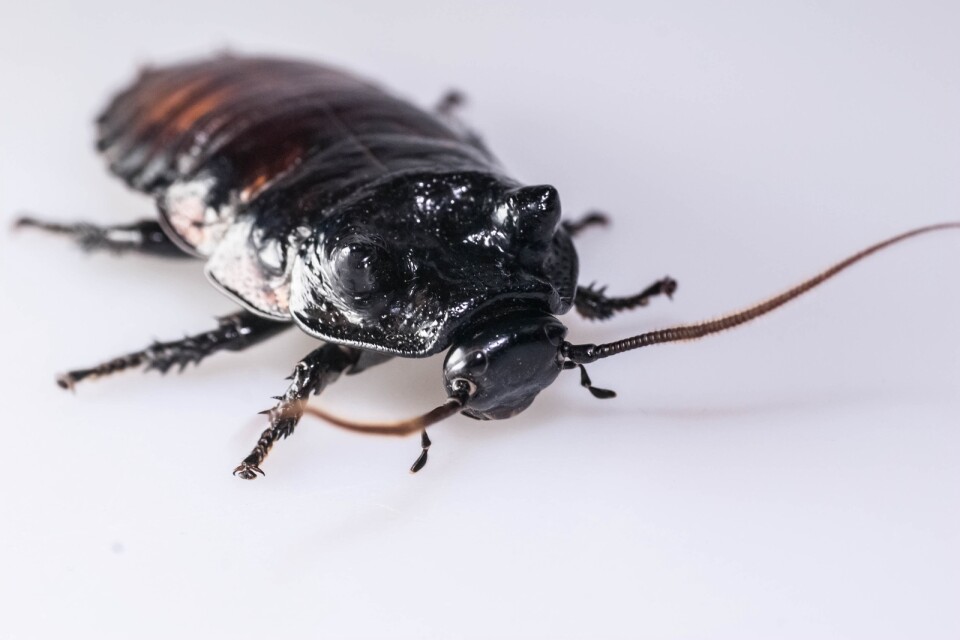 Forskarna studerade kackerlackor av arten Gromphadorhina oblongonota.