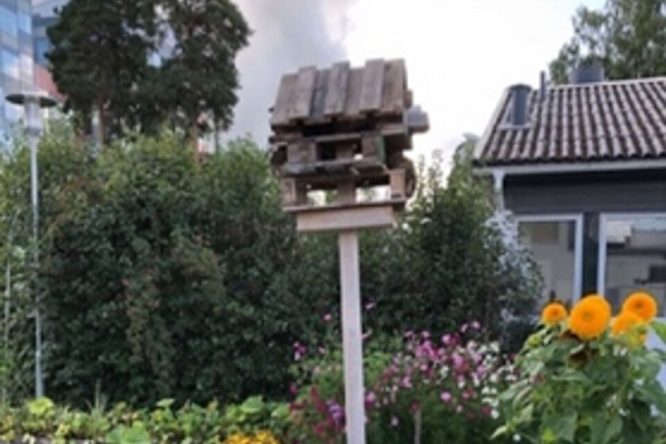 Ett exempel på hur en fjärilsrestaurang kan se ut. Foto: Refarm Linné