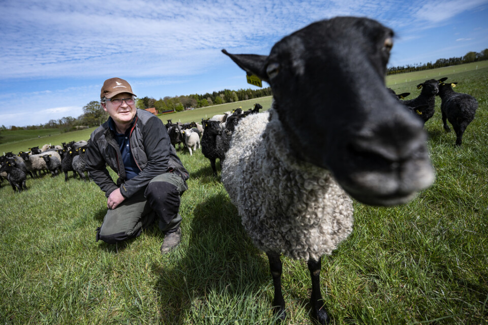 Fårbonden Jörgen Rasmusson i fårhagen på Eksholmens gård en bit utanför Svedala i Skåne. Han och hustrun Piamaria Rasmusson välkomnar det högre avräkningspriset på lamm, men hoppas att fler konsumenter väljer svenskproducerat lammkött i framtiden.