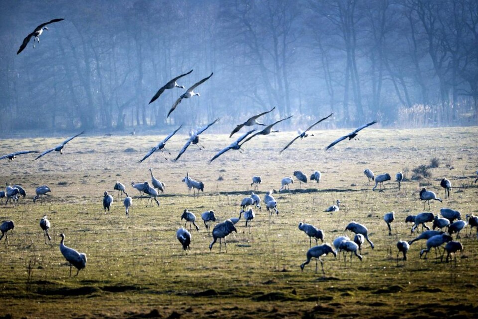 Sign of spring – something to celebrate. Thousands of cranes gather at Pulken. On Saturday and Sunday, 4th and 5th April, a free bus shuttle will run between Åhus and Pulken. Times are co-ordinated to suit Regionbuss 551 from Kristianstad.