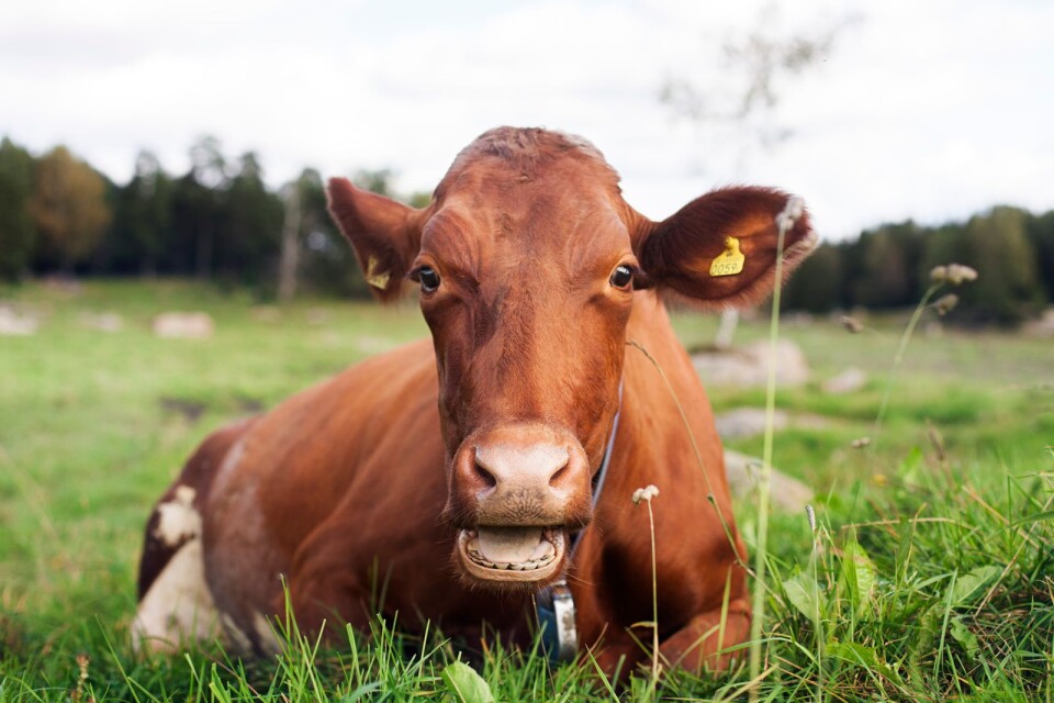 ”Förra året var 10 procent av alla kor och får i Skåne godkända enligt KRAV. Djur ska hanteras på ett bra sätt, och med KRAV-certifiering uppfylls en rad tuffa krav för djurens välfärd.”