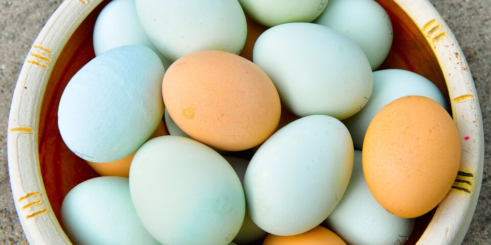 Anmälan: Hässleholmare utsatt för äggkastning och sprejattack