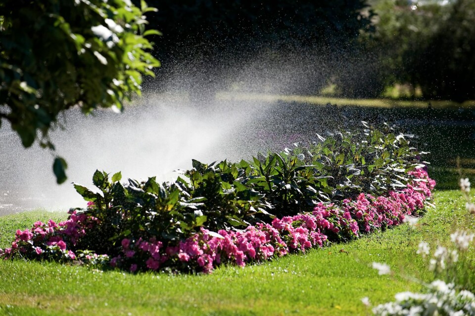 Vattna blommor bevattning vattning sommar vatten