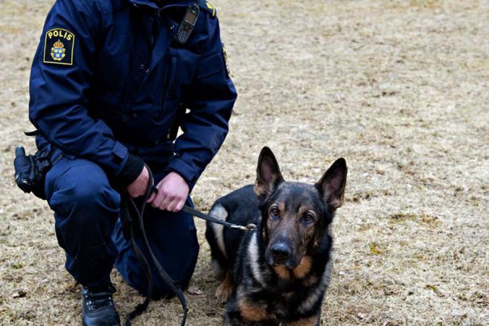 Försvarsmaktens Denzel: 4 år, schäfer, patrullhund som håller på att utbilda sig till att kunna spåra narkotika. Hundförare är Pierre Nilsson.