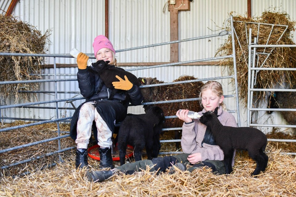 De unga fårskötarna Lovisa och Johanna Carlsson har fullt upp med att flaskmata fyrlingarna.