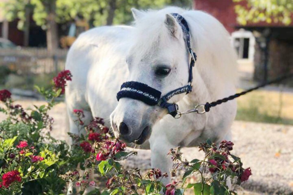 15-årige Buster är Kalmars sötaste A-ponny.