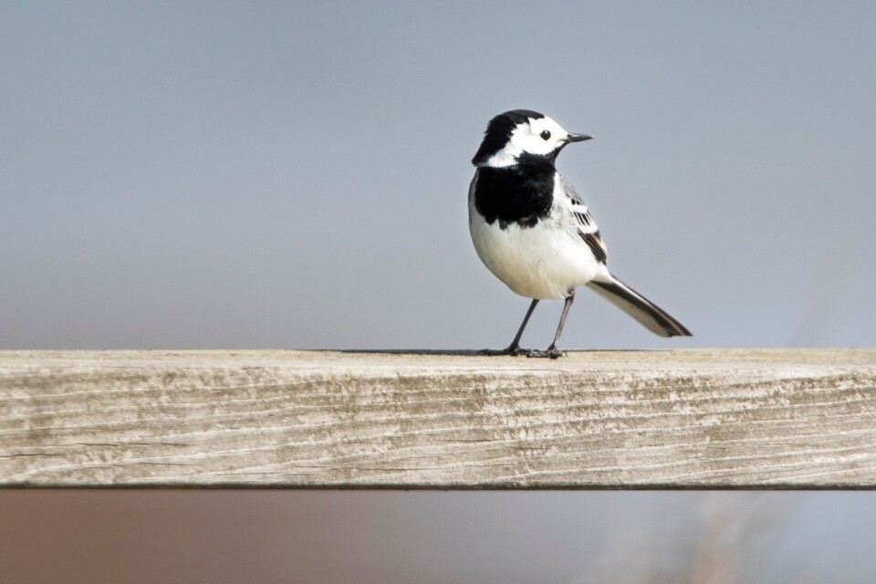Vid Gammalsby sjömarker finns gott om både ovanliga och vanliga fåglar. Här trivs sädesärlan, datumflyttaren som kommer år efter år vid ungefär samma tid.