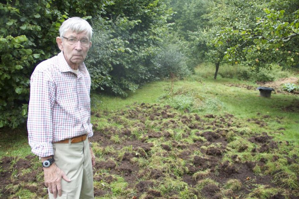 Hans Gerwins fick sin trädgård uppbökad av vildsvin. Nu kräver han att någon tar ansvar för att hålla ner antalet vildsvin. Foto: Markus Danielsson