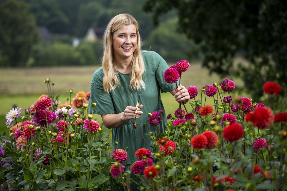 Karlshamnsfrisören Sanne Bengtssons intresse för att odla snittblommor bara växer och växer. Genom sitt nystartade företag Furubodablomman har hon nu också börjat sälja buketter.