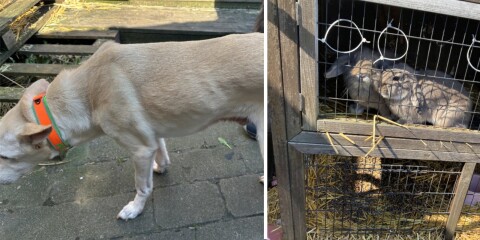 Hundar och kaniner blev omhändertagna efter en kontroll på en adress i Trelleborg.