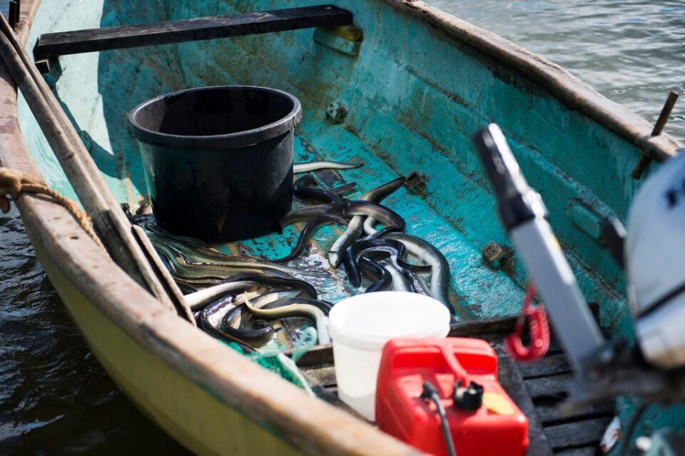 Ett fiskeförbud av ål i kustnära områden mellan 1 november 2018 och 31 januari 2019 föreslås av Havs- och vattenmyndigheten (Hav). Förslaget har lagts sedan EU:s fiskeministrar i december i fjol fattade beslut om att medlemsländerna skulle förbjuda fisk