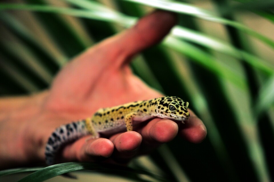 En annan leopardgecko, här på en arkivbild från Skansenakvariet.