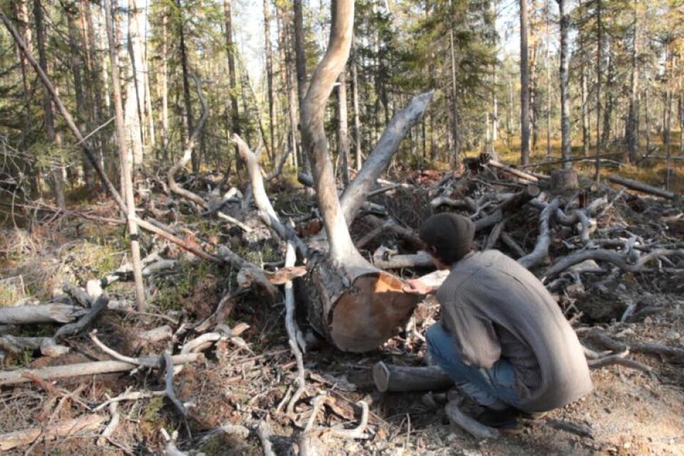 Flera hundra år gamla träd avverkas i naturskogarna i Karelen, av Ikeas dotterbolag Swedwood. Daniel Rutschman från nätverket Skydda skogen är kritisk mot avverkningarna.