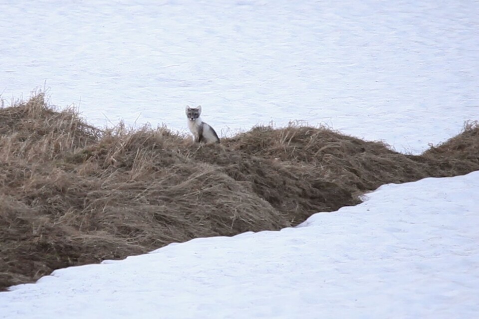 Den ena av två fjällrävar som kan följas via WWF:s livesändning. Bilden är tagen nyligen och som synes är det fortfarande en hel del snö kvar på fjället. Den vintervita pälsen har skiftat till gråbrun.